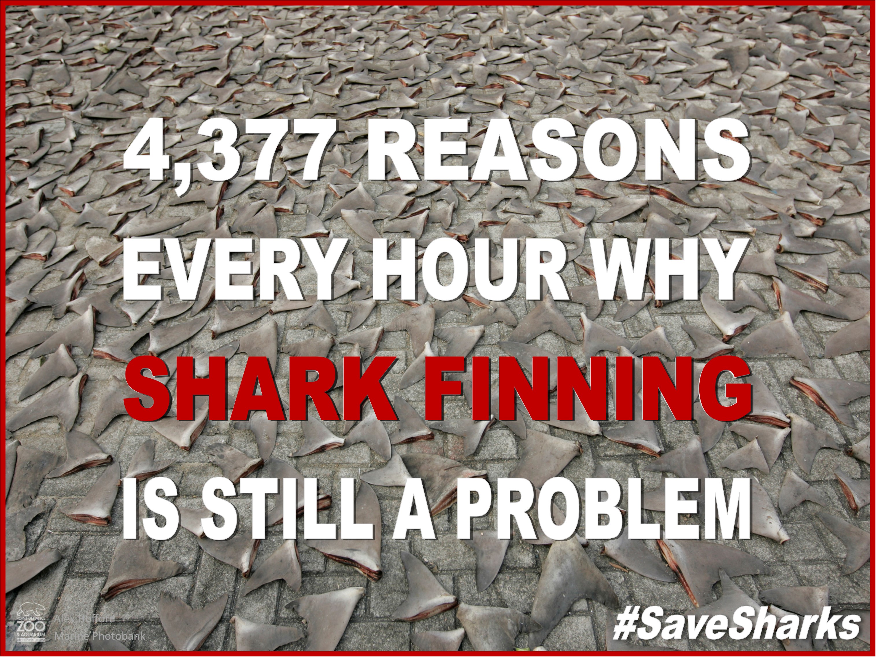 7 Reasons To Ban Shark Finning