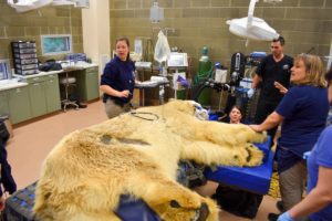 Zoo and guest veterinary staff prepare for Boris' exam.