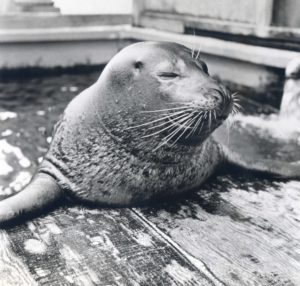 Historic photo of Dub Dub the seal