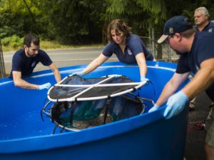 aquarists shipping ray from tank