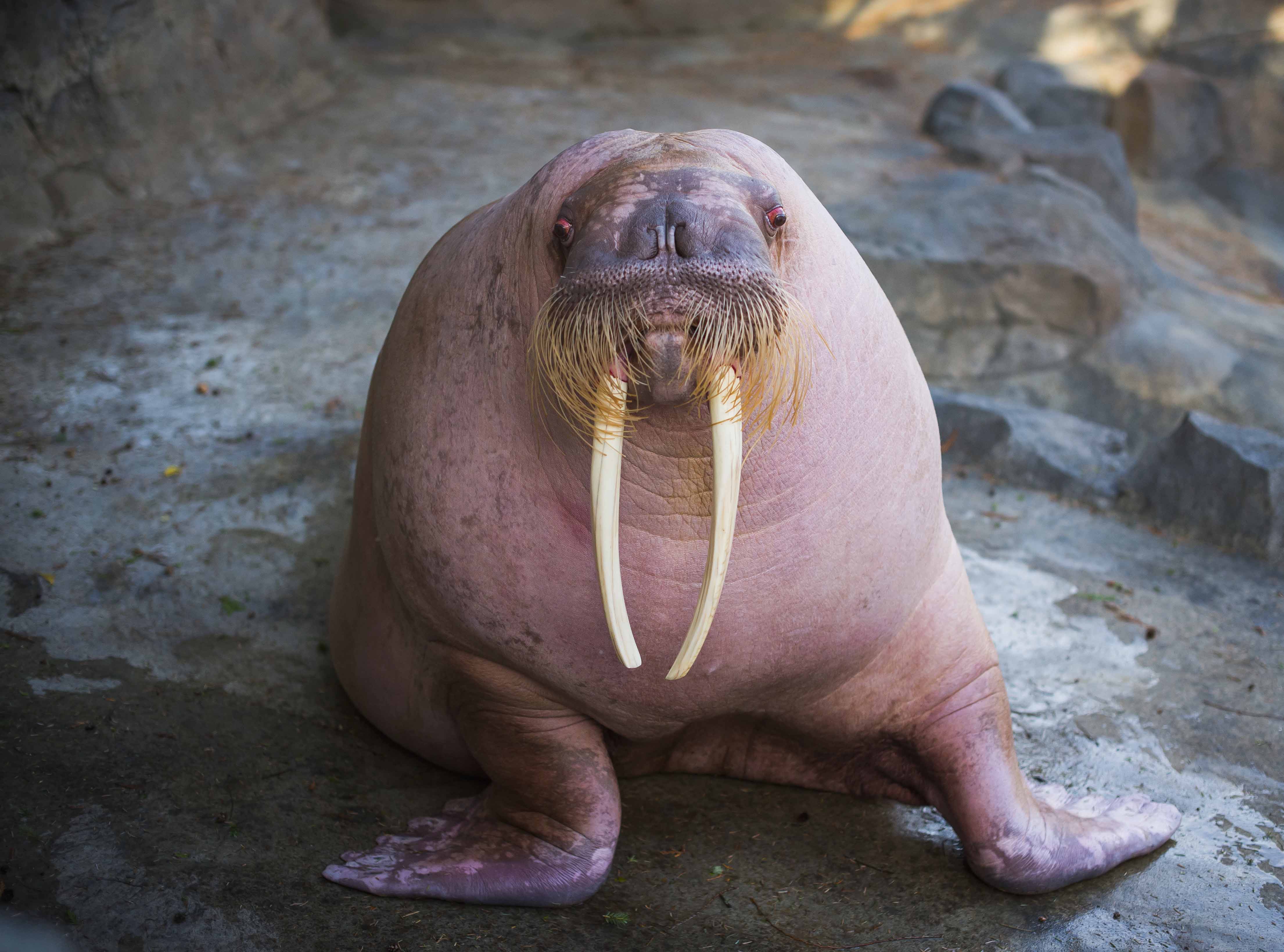 Dozer is back to charm the walrus ladies at Point Defiance Zoo & Aquarium