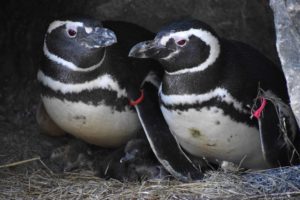 Penguin parents Pink and Red with their chick.
