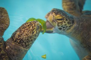  two sea turtles eating lettuce