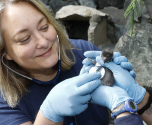 Dr karen holds penguin chick