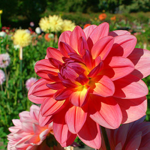 Pink dahlia for Gardens in Point Defiance Park.