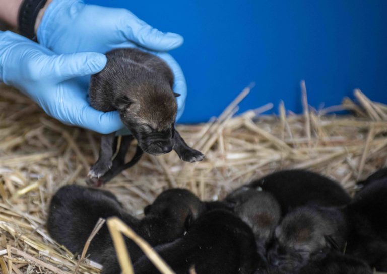 Red wolf pups meet the vet - Point Defiance Zoo & Aquarium