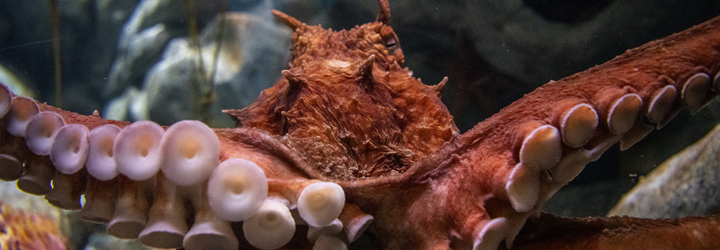 Halloween in the Aquarium - Point Defiance Zoo & Aquarium