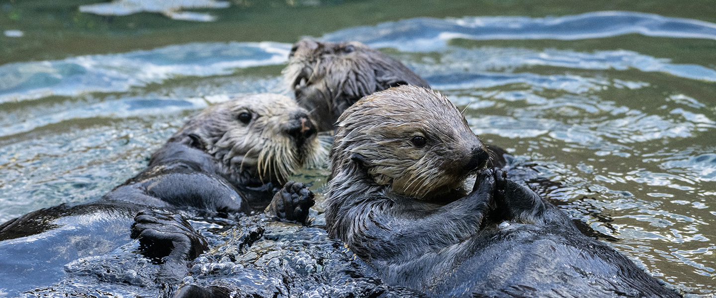 One, two, 200! The 2019 Sea Otter Count - Point Defiance Zoo & Aquarium