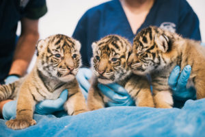 tři tygří mláďata v rukou