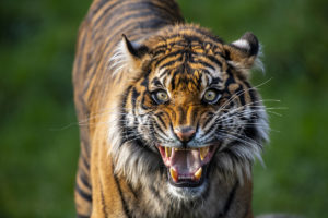 tygr kirana ústa široká
