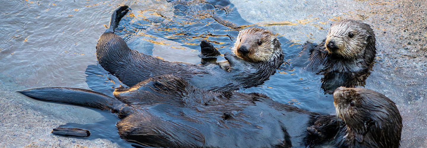 Celebrating Sea Otters Point Defiance Zoo Aquarium