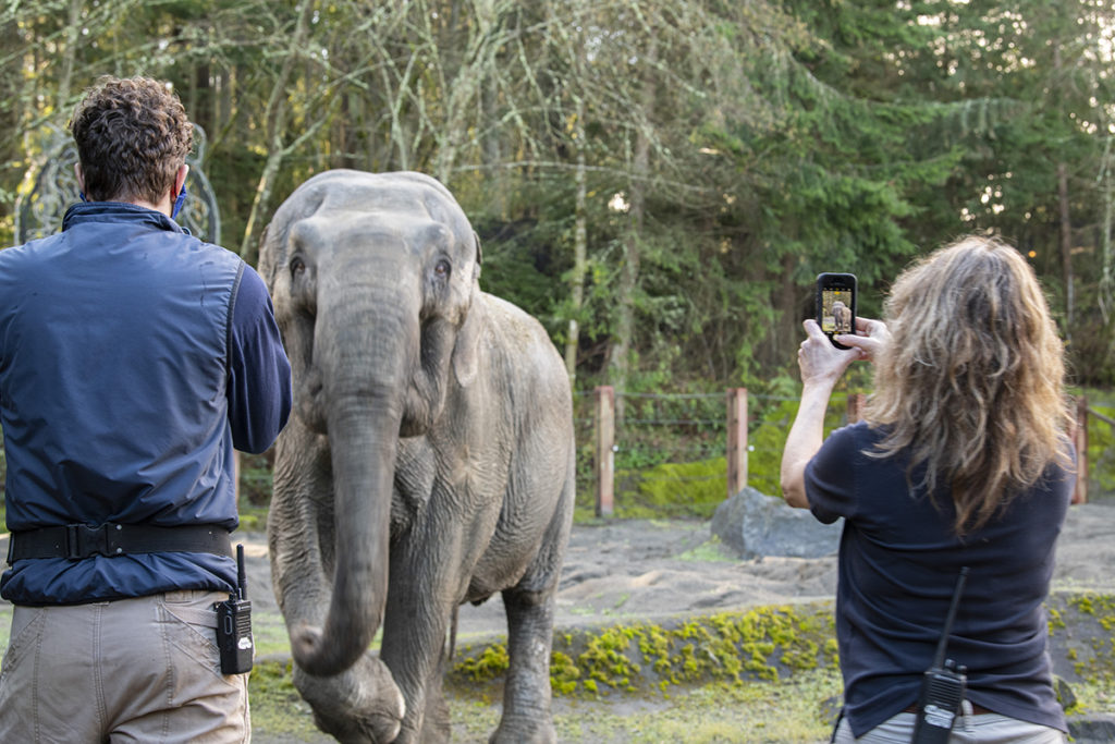 Elephant Facial Recognition - Point Defiance Zoo & Aquarium