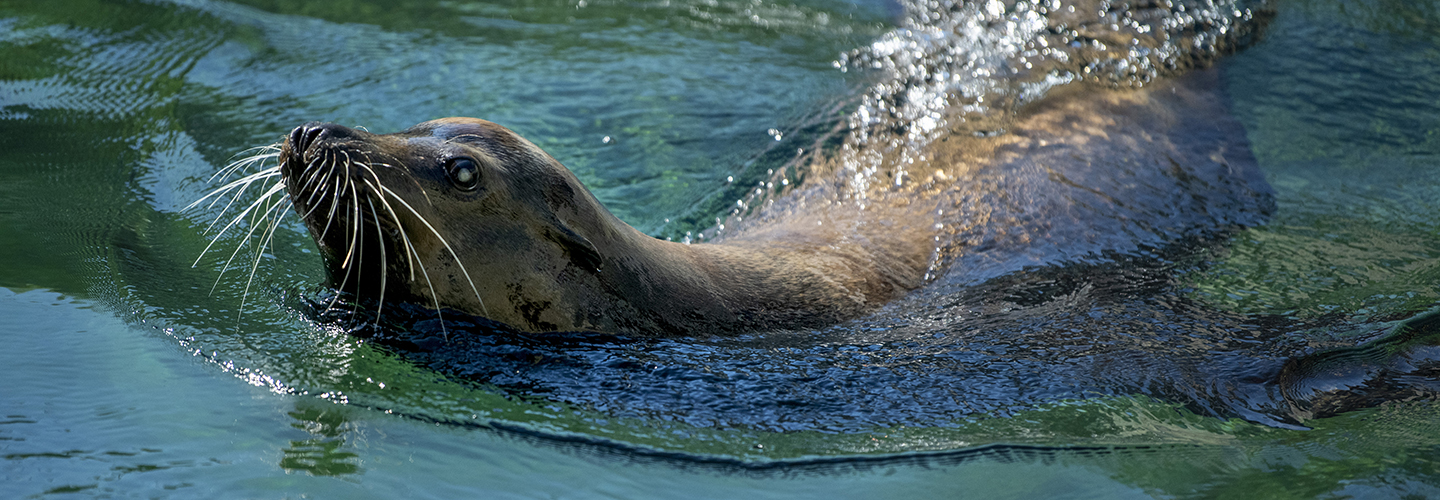 Sea Lions in San Francisco – Aquarium of the Bay