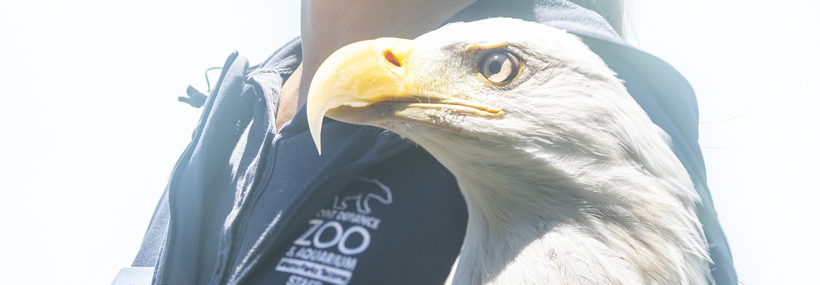 Wings flock hat (eagles) –