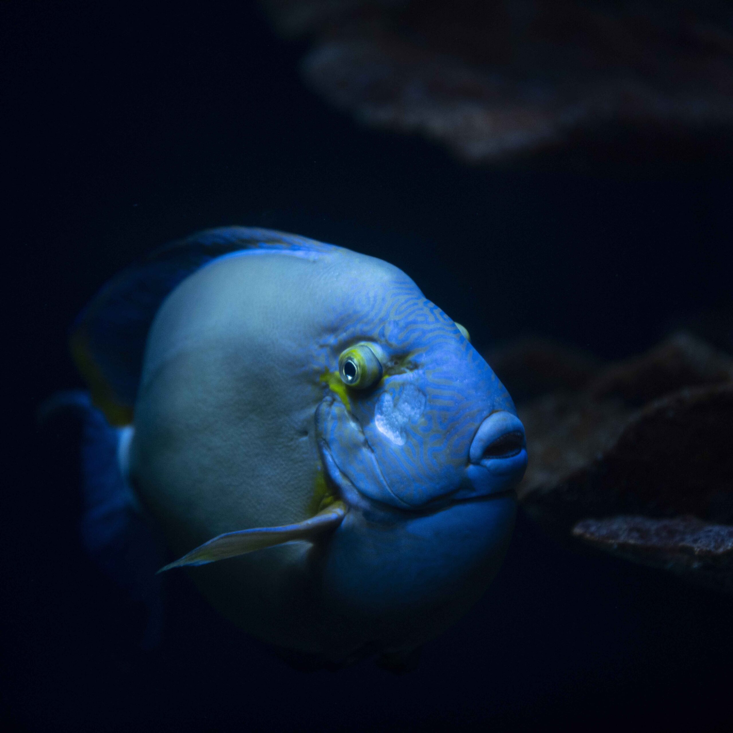 Nature's weirdest: Meet the fish with freakishly human teeth