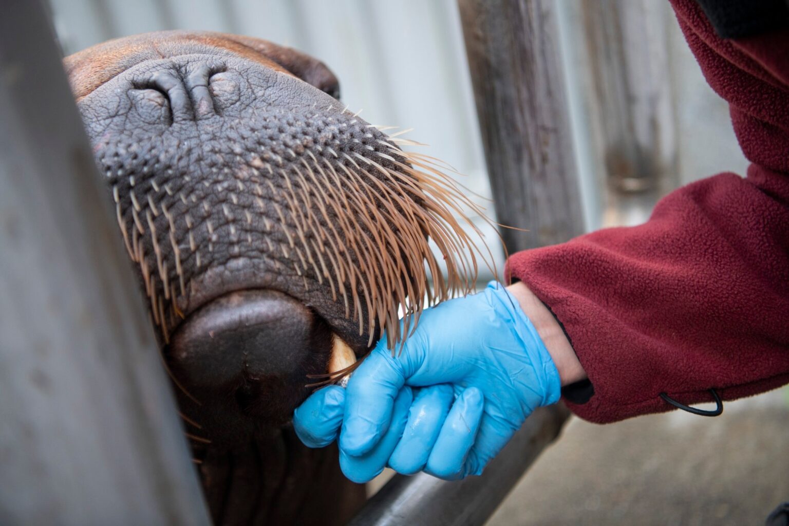 Walrus Lakina Gets A Protective Tusk Crown Point Defiance Zoo & Aquarium