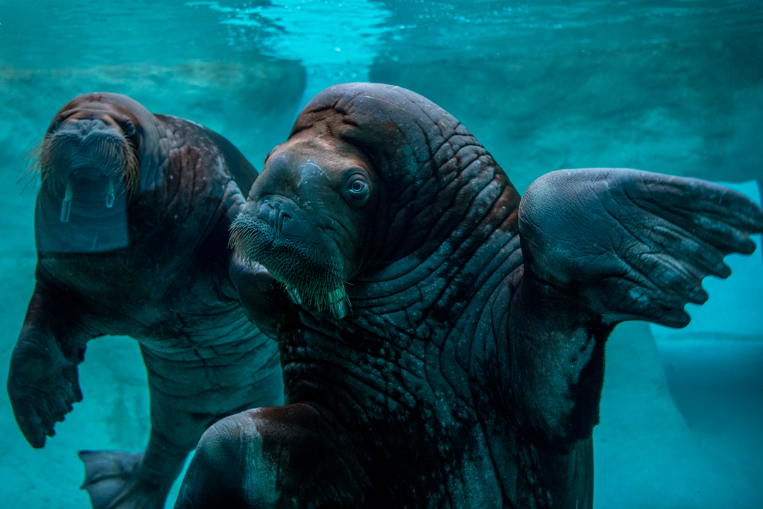 Renovated Rocky Shores habitat now open at Point Defiance Zoo