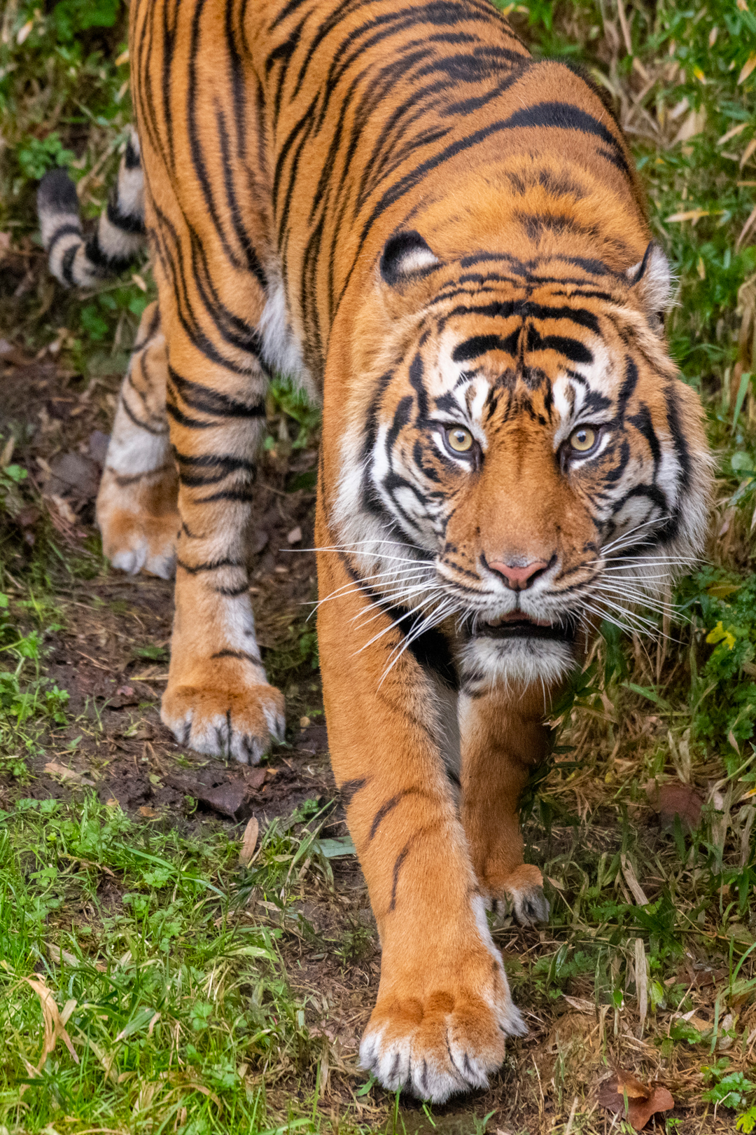 sumatran tiger vs siberian tiger