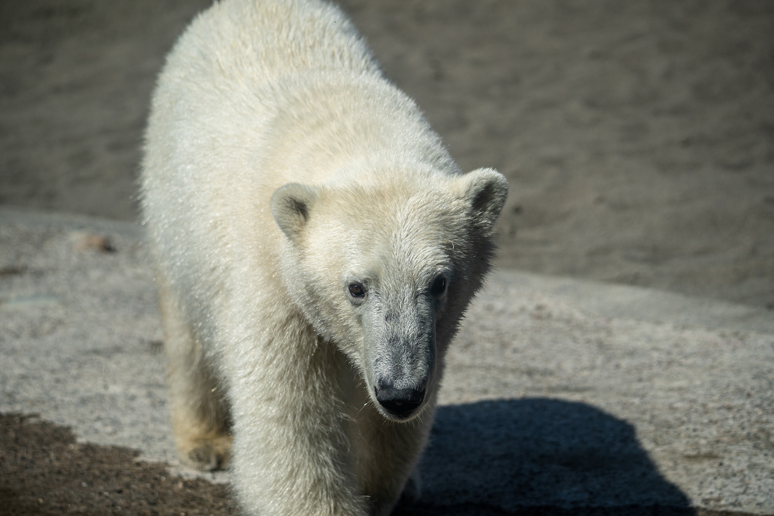 Jebbie the grizzly bear 'very happy' at wildlife sanctuary