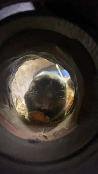 Live Feeder Rodents  Rainforest Pets,LLC